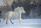icelandic horse in winter