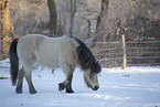 icelandic horse in winter