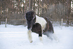 icelandic horse in winter