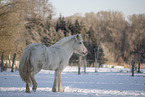 icelandic horse in winter
