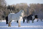 icelandic horse in winter