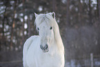 icelandic horse in winter