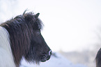 icelandic horse in winter