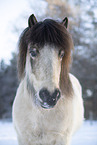 icelandic horse in winter