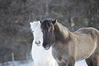 icelandic horse in winter