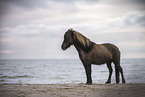 celandic horse