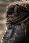 Icelandic horse
