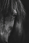 Icelandic horse