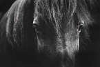 Icelandic horse