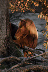 Icelandic horse