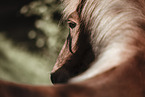 Icelandic horse
