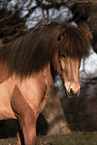Icelandic horse