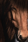 Icelandic horse