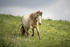 Icelandic Pony