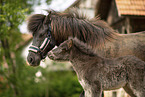 Icelandic Pony