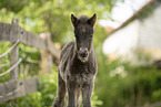 Icelandic Pony