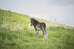 Icelandic Pony