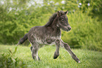 Icelandic Pony