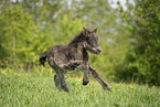 Icelandic Pony