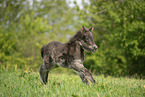 Icelandic Pony