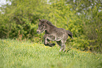 Icelandic Pony