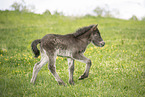 Icelandic Pony