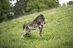 Icelandic Pony