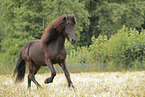 Icelandic Horse