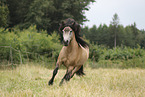 Icelandic Horse