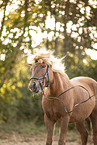 Icelandic Horse
