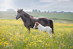 Icelandic horse