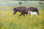 Icelandic horse