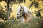 Icelandic horse