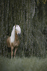 Icelandic horse