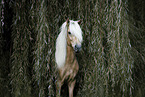 Icelandic horse