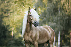 Icelandic horse