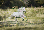 Icelandic horse