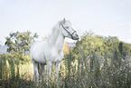 Icelandic horse