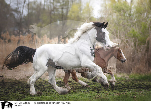horses / BK-02538