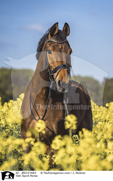 Irisches Sportpferd / Irish Sport Horse / JRO-01683