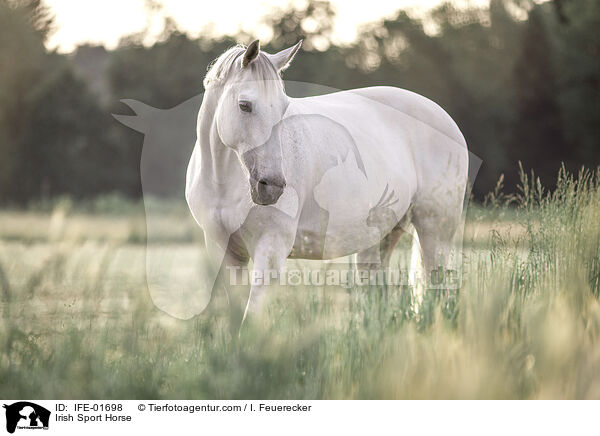 Irisches Sportpferd / Irish Sport Horse / IFE-01698