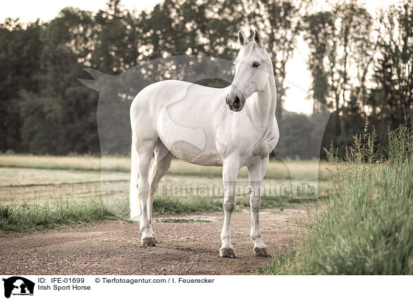 Irish Sport Horse / IFE-01699