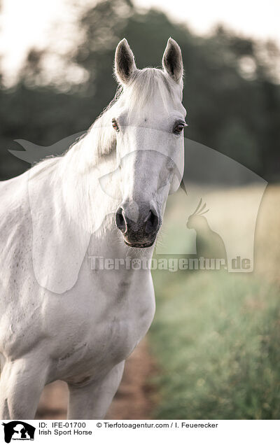 Irish Sport Horse / IFE-01700