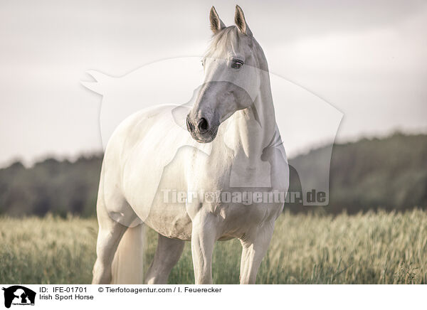Irish Sport Horse / IFE-01701