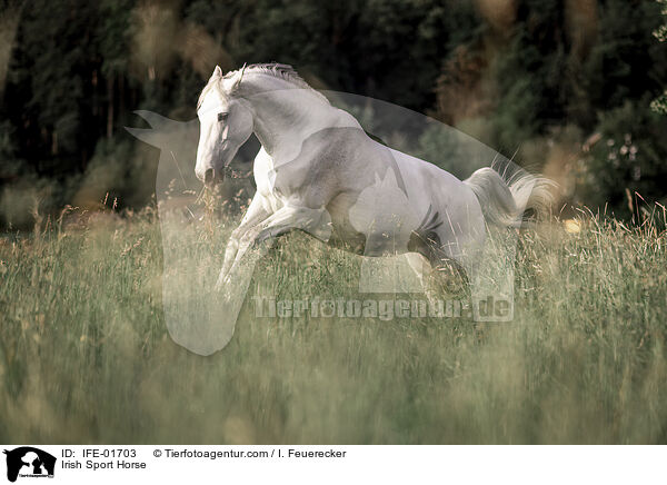 Irish Sport Horse / IFE-01703
