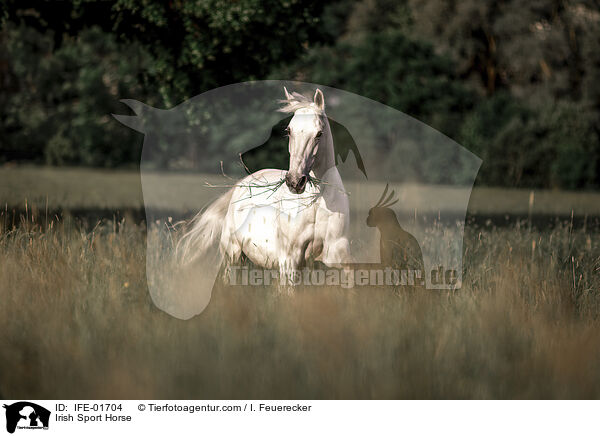 Irish Sport Horse / IFE-01704