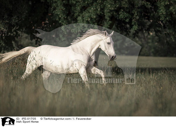 Irisches Sportpferd / Irish Sport Horse / IFE-01705