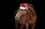 Irish Sport Horse Portrait
