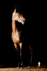 Irish Sport Horse