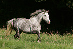 Irish Sport Horse